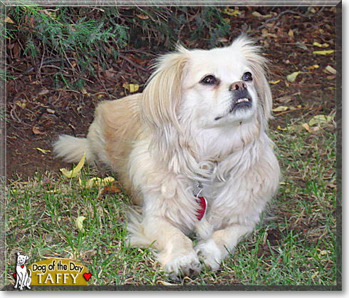 Taffy, the Dog of the Day