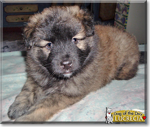 Lucrecia, the Dog of the Day