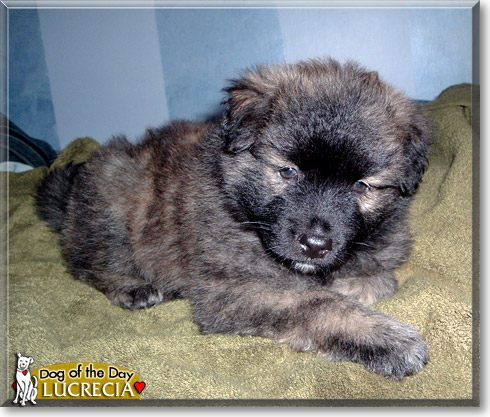 Lucrecia, the Dog of the Day