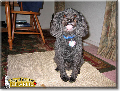 Charlie, the Dog of the Day Charlie, the Dog of the Day