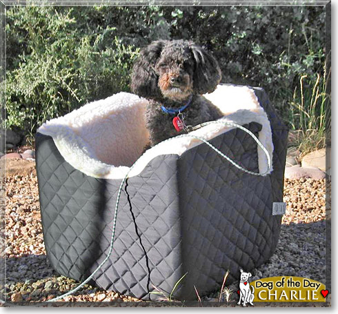 Charlie, the Dog of the Day Charlie, the Dog of the Day