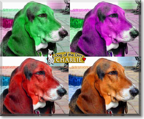 Charlie, the Dog of the Day