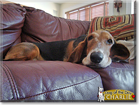 Charlie, the Dog of the Day