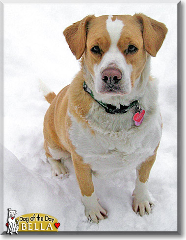 Bella, the Dog of the Day