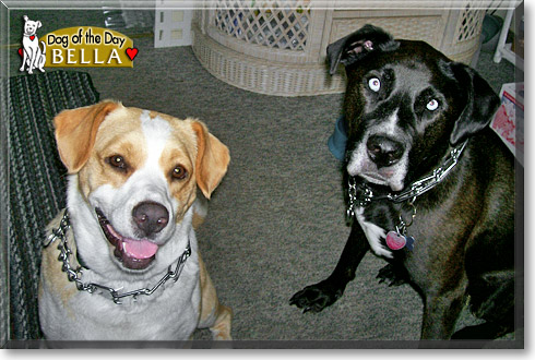 Bella, the Dog of the Day