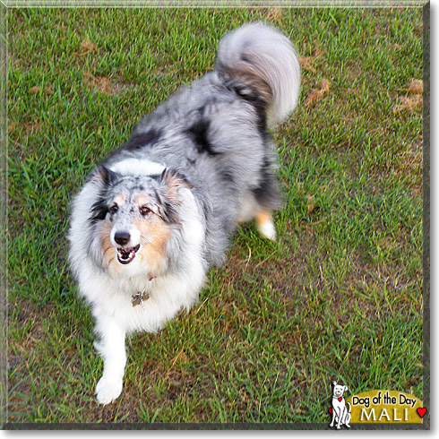 Mali, the Dog of the Day