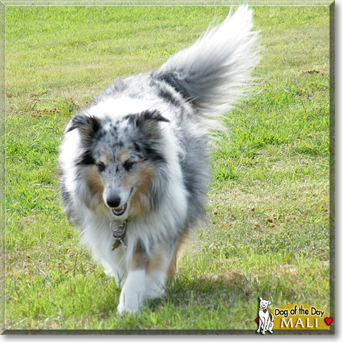 Mali, the Dog of the Day