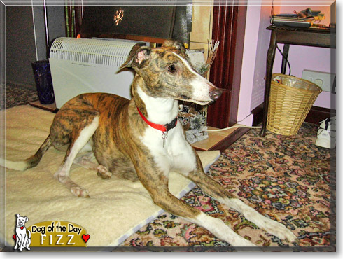 Fizz, the Dog of the Day