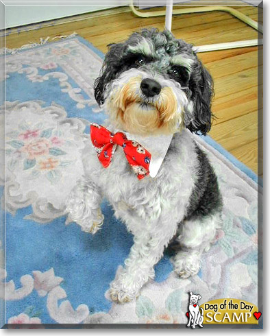 Scamp, the Dog of the Day