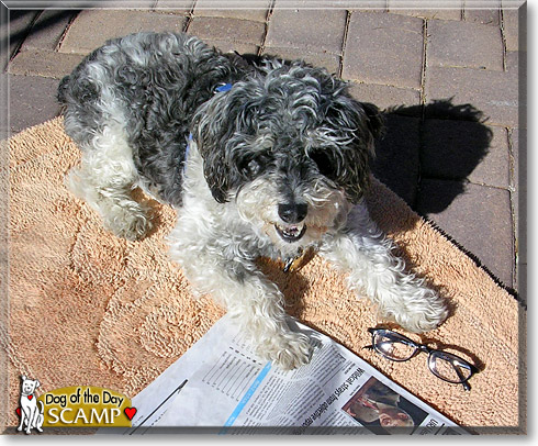 Scamp, the Dog of the Day