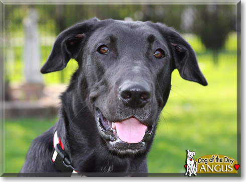 Angus, the Dog of the Day