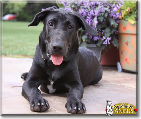 Angus, the Dog of the Day