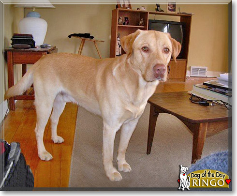 Ringo, the Dog of the Day Ringo, the Dog of the Day