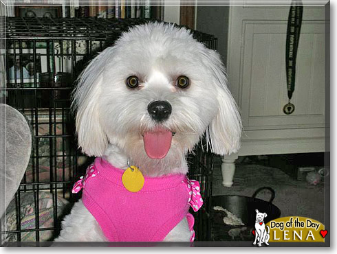 Lena, the Dog of the Day
