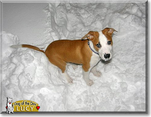 Lucy, the Dog of the Day