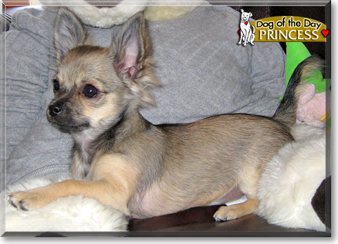 Princess, the Dog of the Day