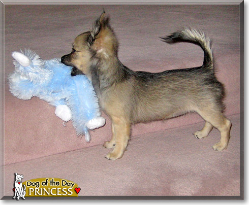 Princess, the Dog of the Day Princess, the Dog of the Day