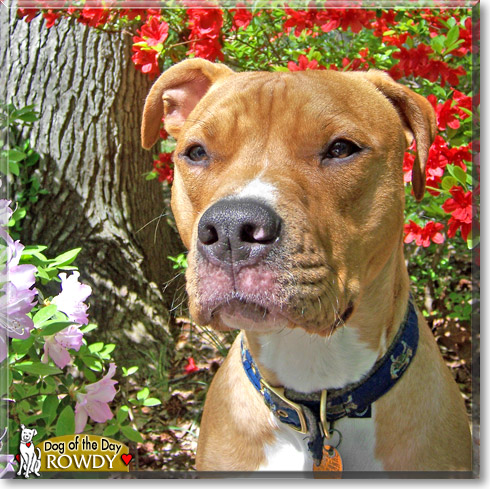 Rowdy, the Dog of the Day