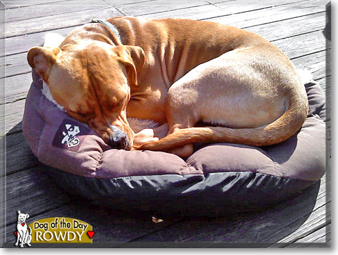 Rowdy, the Dog of the Day
