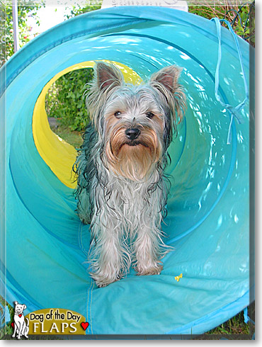 Flaps, the Dog of the Day
