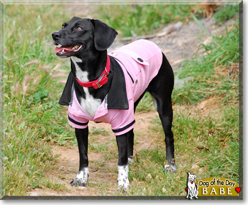 Babe, the Dog of the Day