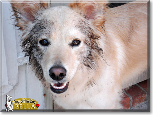 Bella, the Dog of the Day