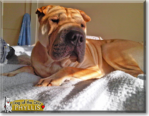 Phyllis, the Dog of the Day