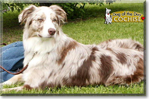 Cochise, the Dog of the Day