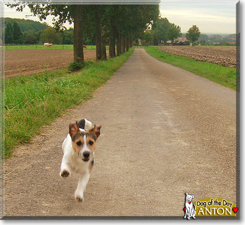 Anton, the Dog of the Day