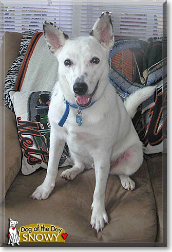 Snowy, the Dog of the Day Snowy, the Dog of the Day