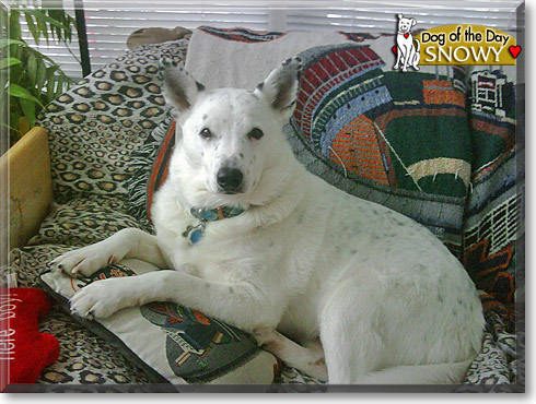 Snowy, the Dog of the Day Snowy, the Dog of the Day