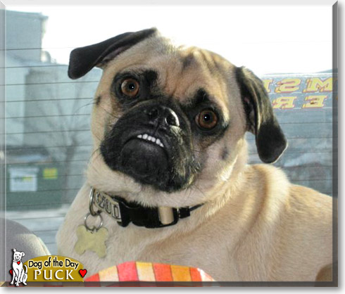 Puck, the Dog of the Day Puck, the Dog of the Day