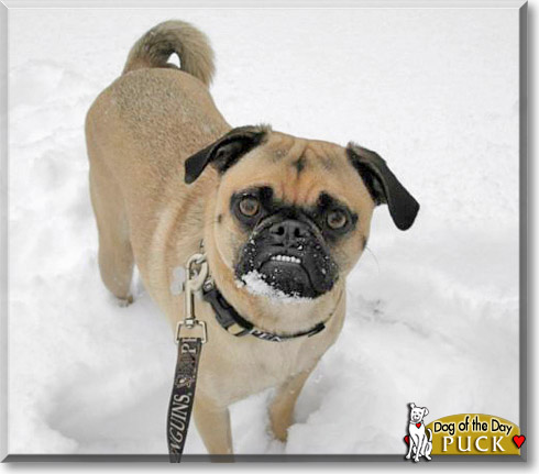 Puck, the Dog of the Day Puck, the Dog of the Day