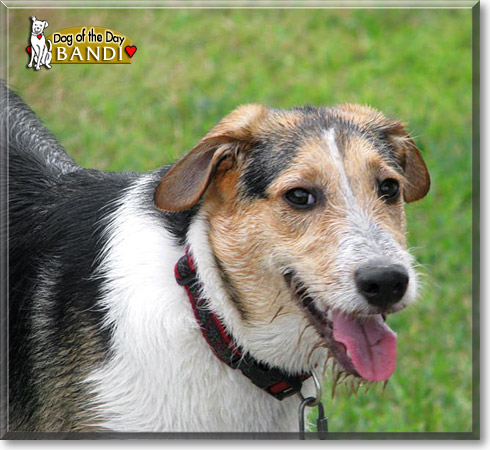 Bandi, the Dog of the Day