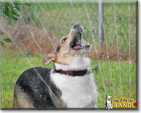 Bandi, the Dog of the Day