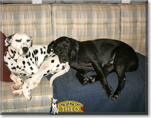 Theo, the Dog of the Day