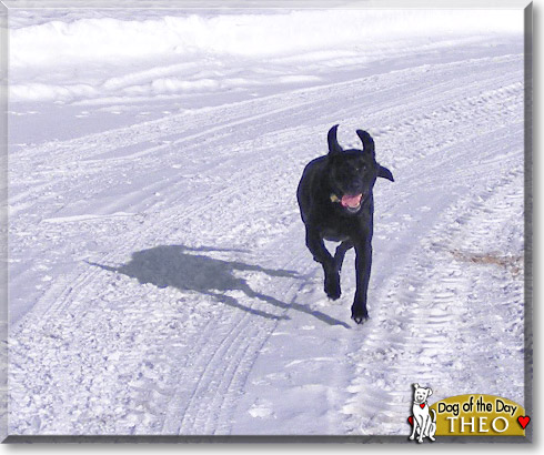 Theo, the Dog of the Day