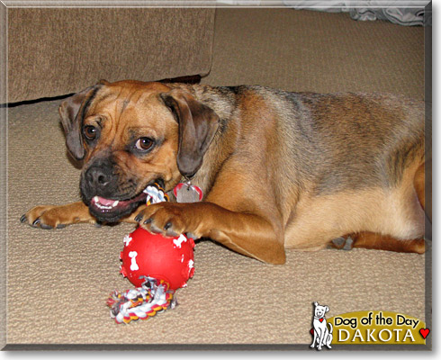 Dakota, the Dog of the Day Dakota, the Dog of the Day