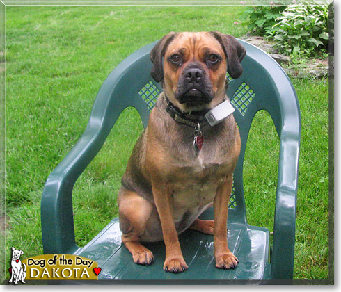 Dakota, the Dog of the Day Dakota, the Dog of the Day