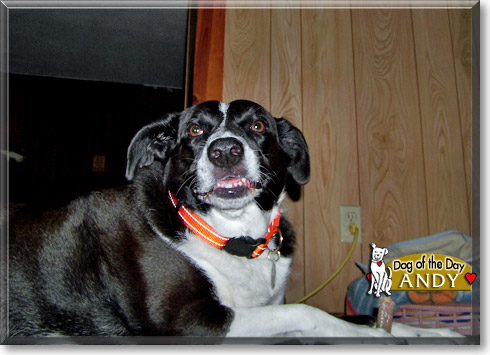 Andy, the Dog of the Day