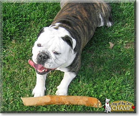 Champ, the Dog of the Day