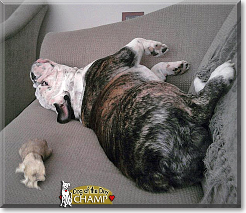 Champ, the Dog of the Day