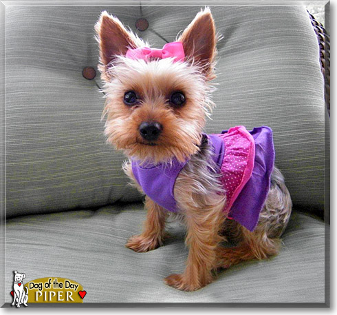 Piper Alexus, the Dog of the Day Piper Alexus, the Dog of the Day