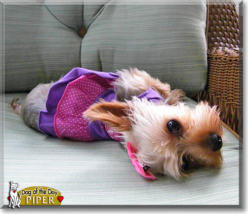 Piper Alexus, the Dog of the Day Piper Alexus, the Dog of the Day