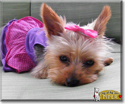 Piper Alexus, the Dog of the Day Piper Alexus, the Dog of the Day