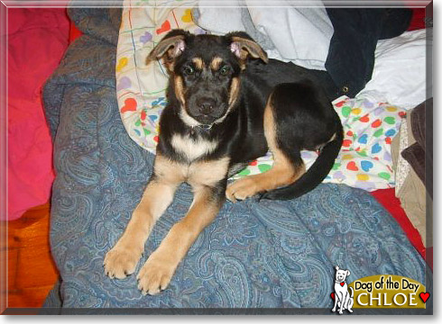 Chloe, the Dog of the Day