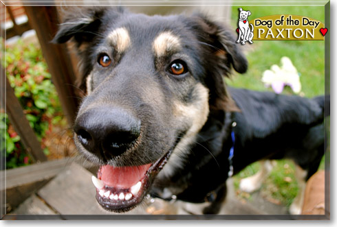 Paxton, the Dog of the Day