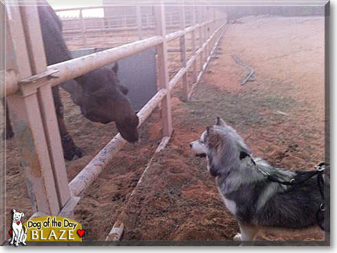Blaze, the Dog of the Day