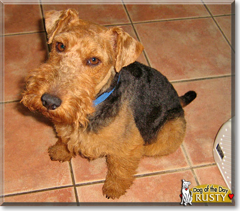 Rusty, the Dog of the Day