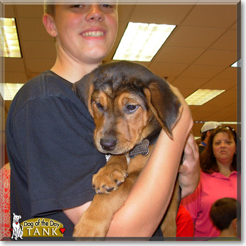Tank, the Dog of the Day